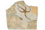 Ordovician Brittle Star (Ophiura) With Carpoid - Morocco #189656-1